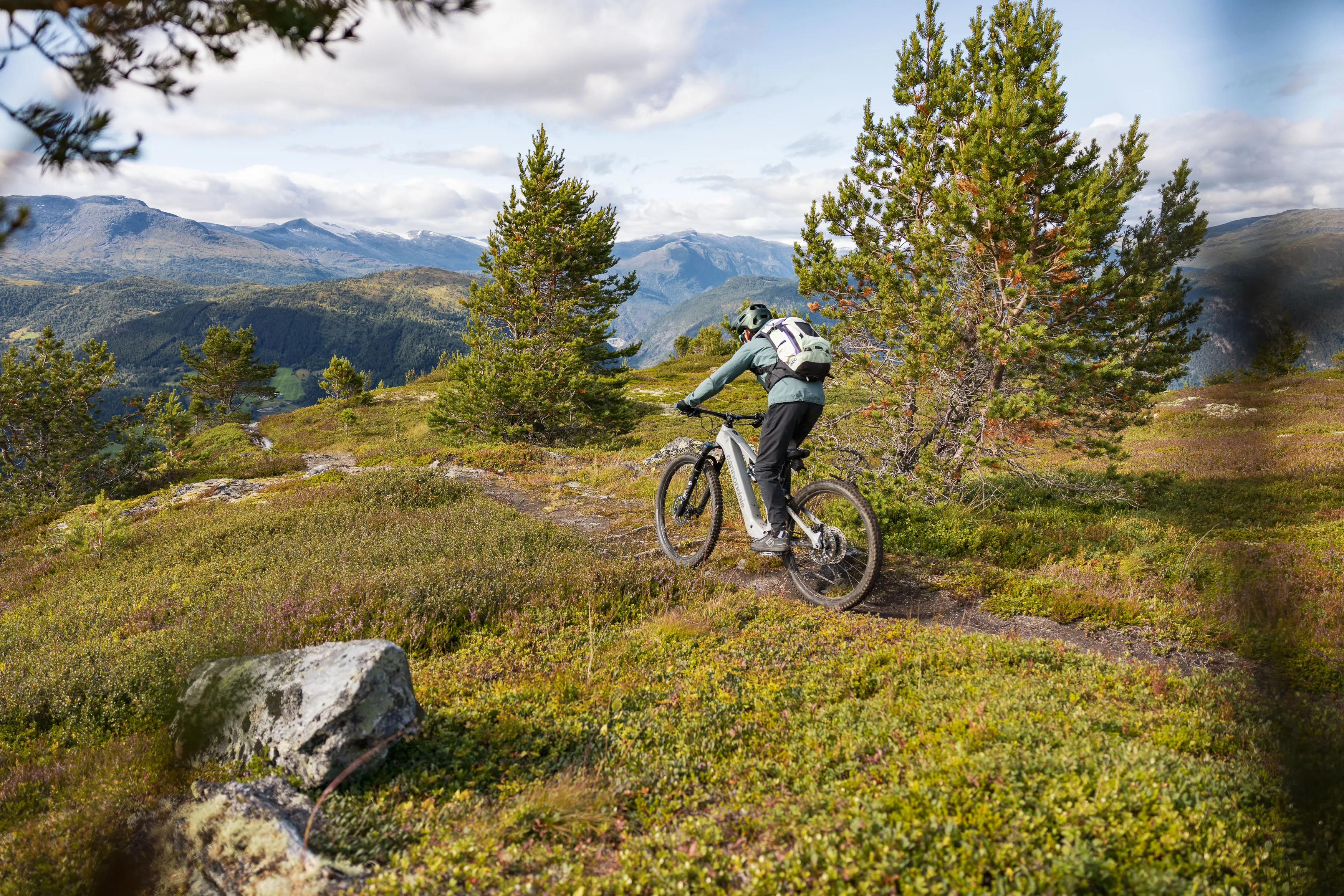 Mountainbiker fährt auf einem schmalen Trail durch Bergheide und junge Kiefern