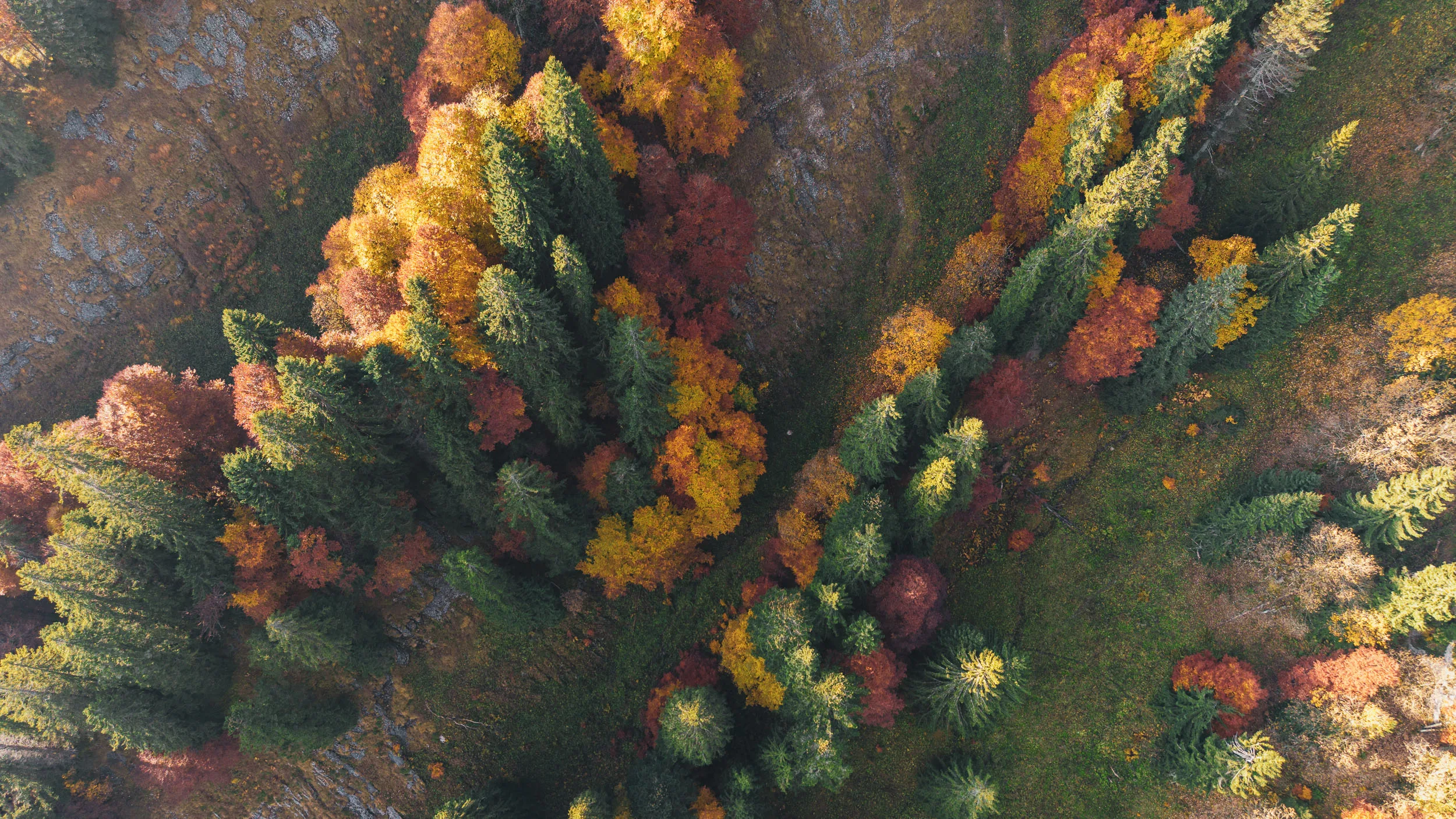 Luftaufnahme eines dichten Bergwaldes mit grünen, gelben und roten Baumkronen
