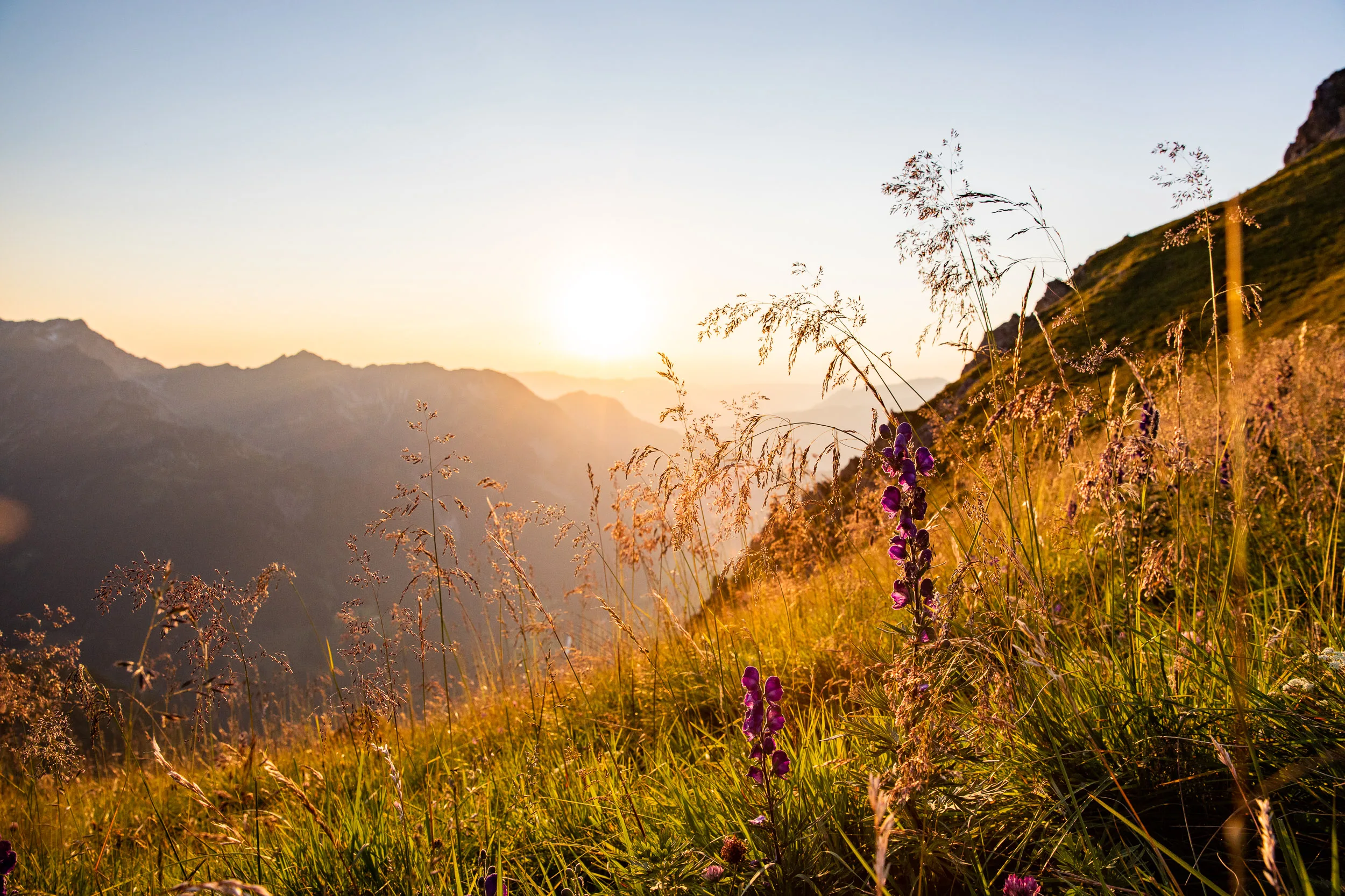 Blühende Bergwiese im warmen Abendlicht vor einer dunklen Bergsilhouette