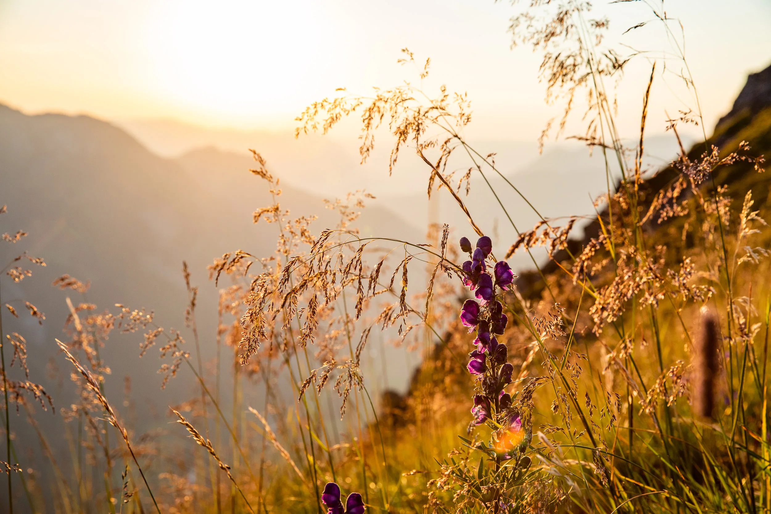 Violette Alpenblumen stehen im goldenen Licht auf einer Bergwiese