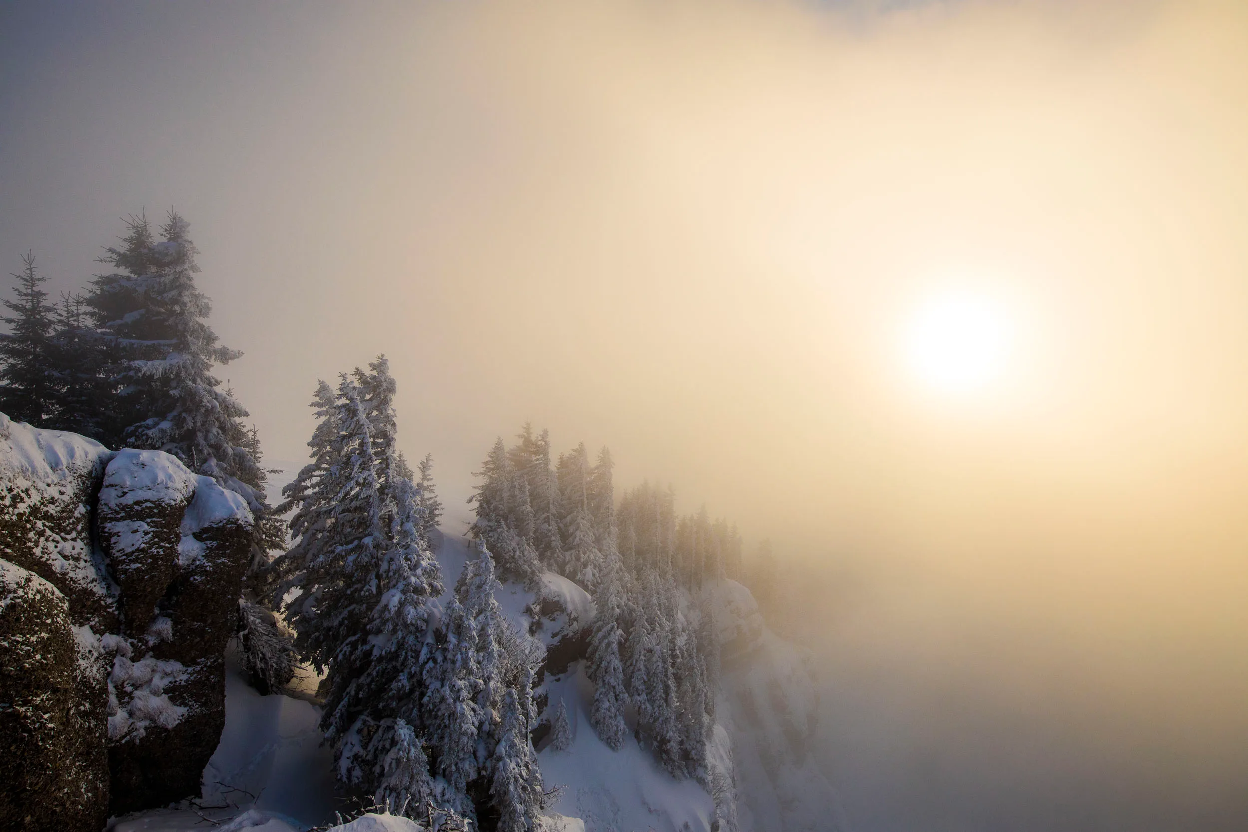 Tief stehende Sonne leuchtet über verschneiten Fichten und Nebel.