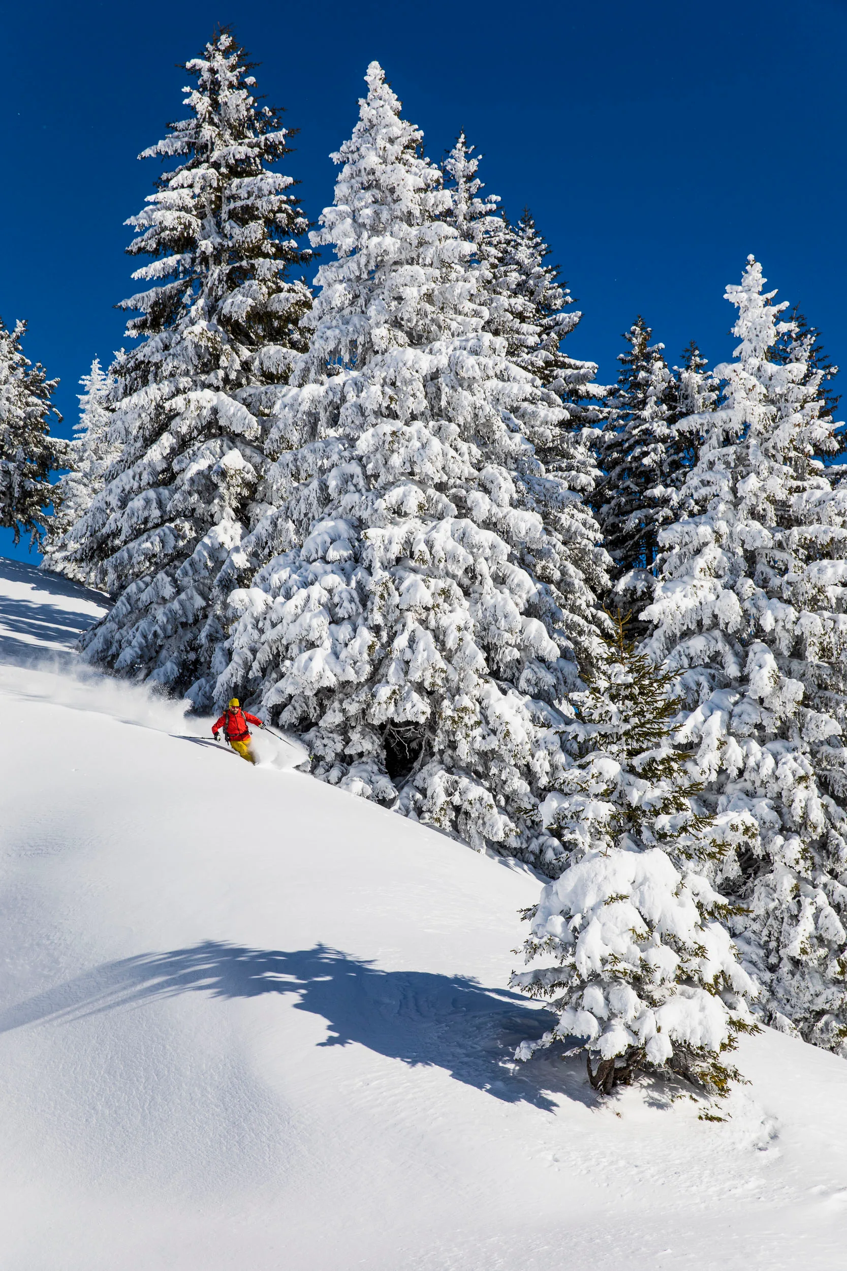 Skifahrer fährt hinter einer schneebeladenen Tanne durch tiefen Pulver.