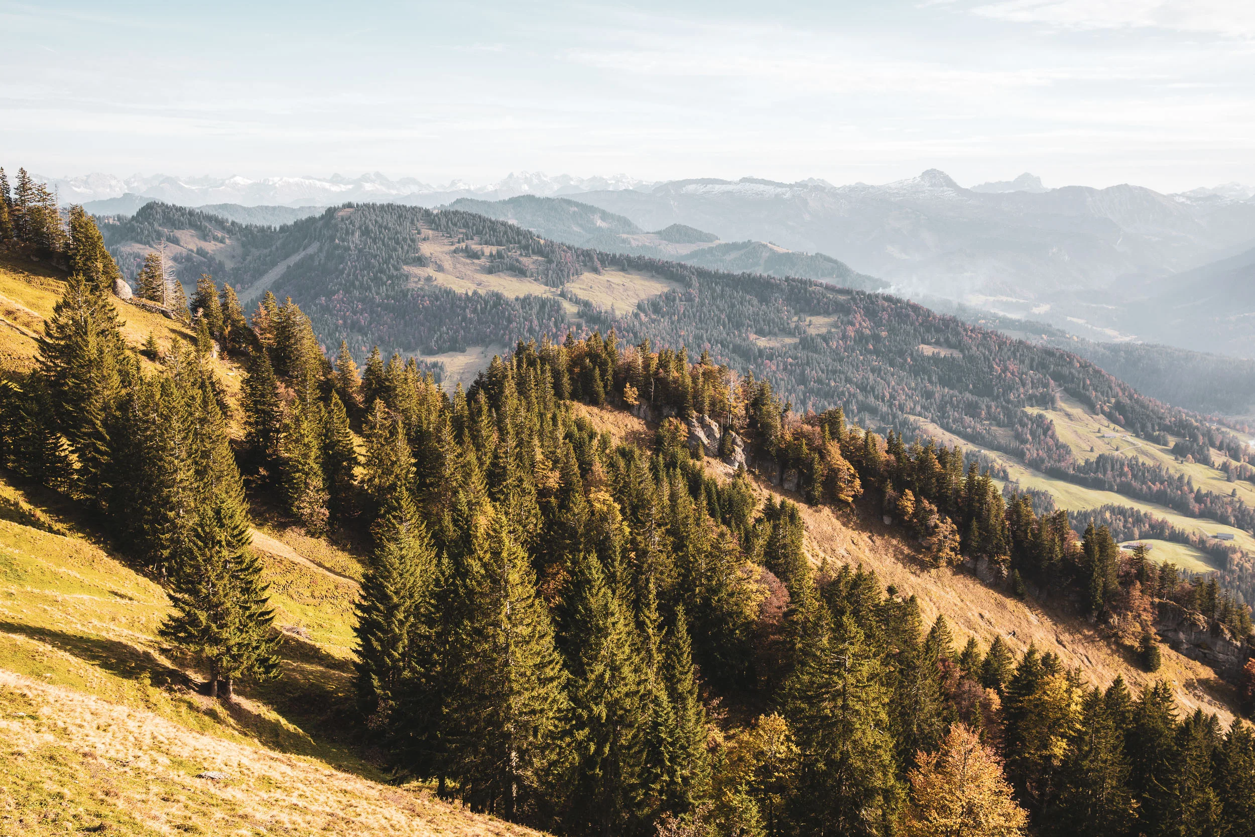 Ein sonniger Hang mit Fichten und Felsrippen öffnet den Blick über die Allgäuer Berglandschaft.