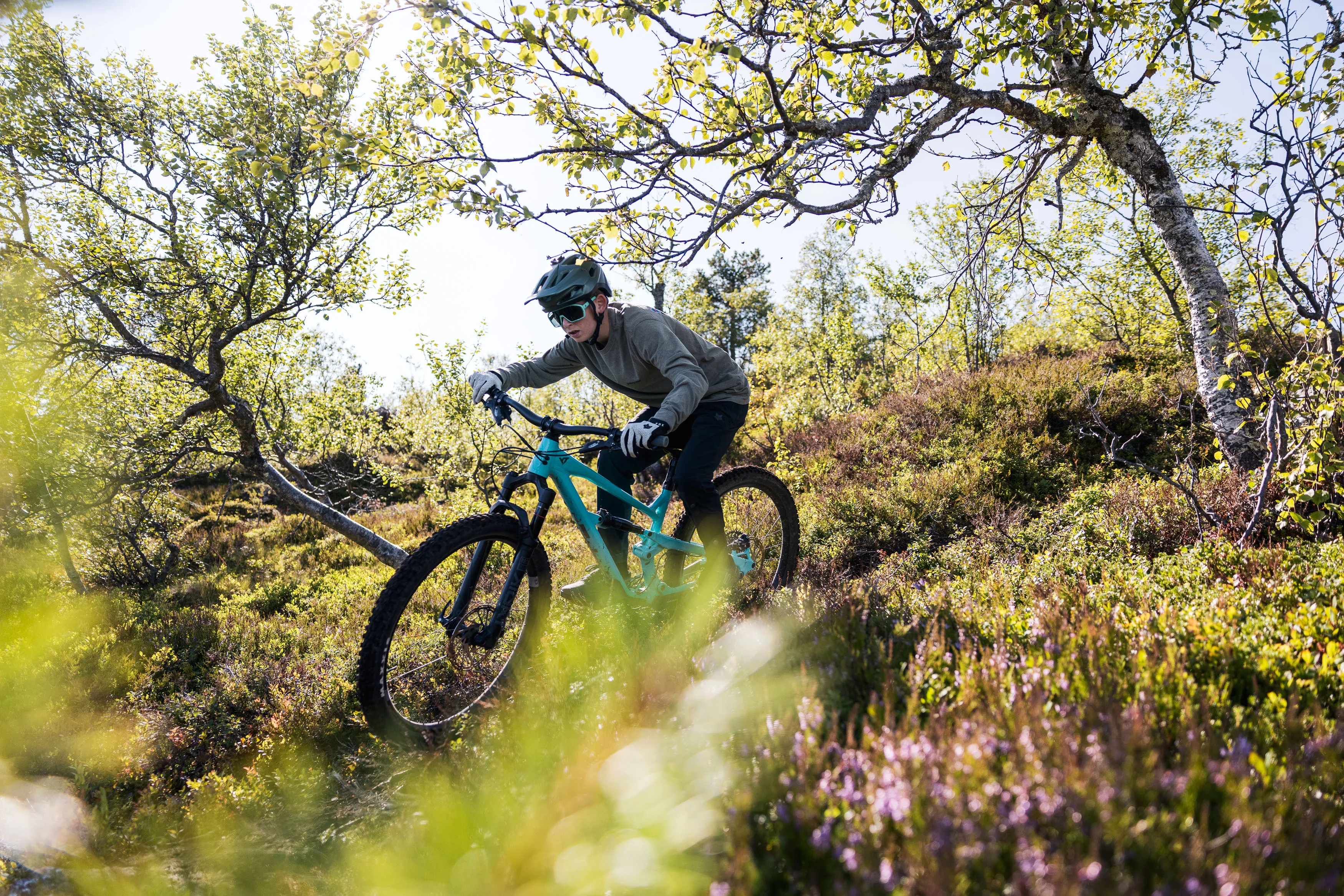 Mountainbiker fährt auf einem sonnigen Trail durch Birken und blühende Bergheide