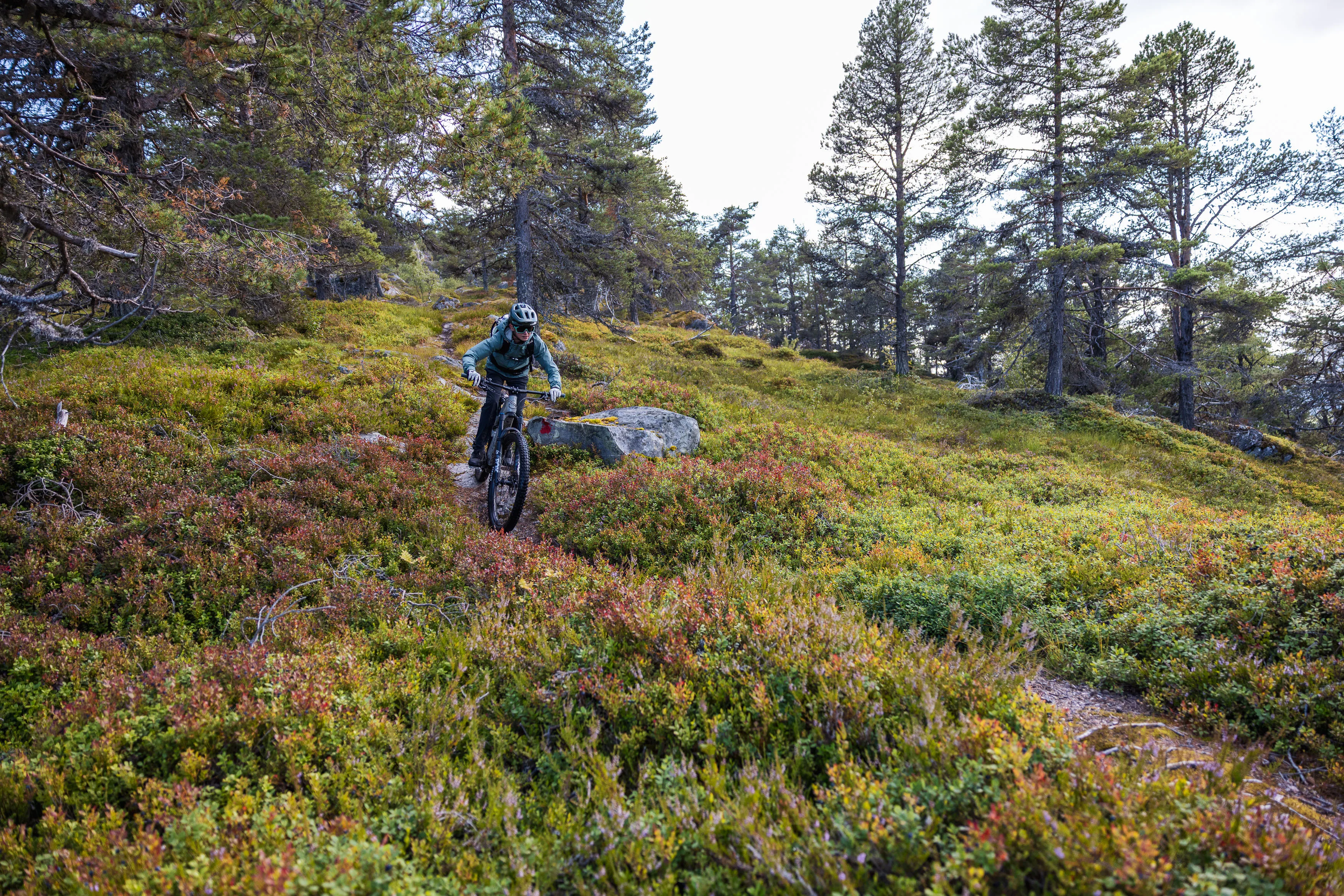 Mountainbiker fährt auf einem schmalen Waldtrail durch Heidekraut und Kiefern