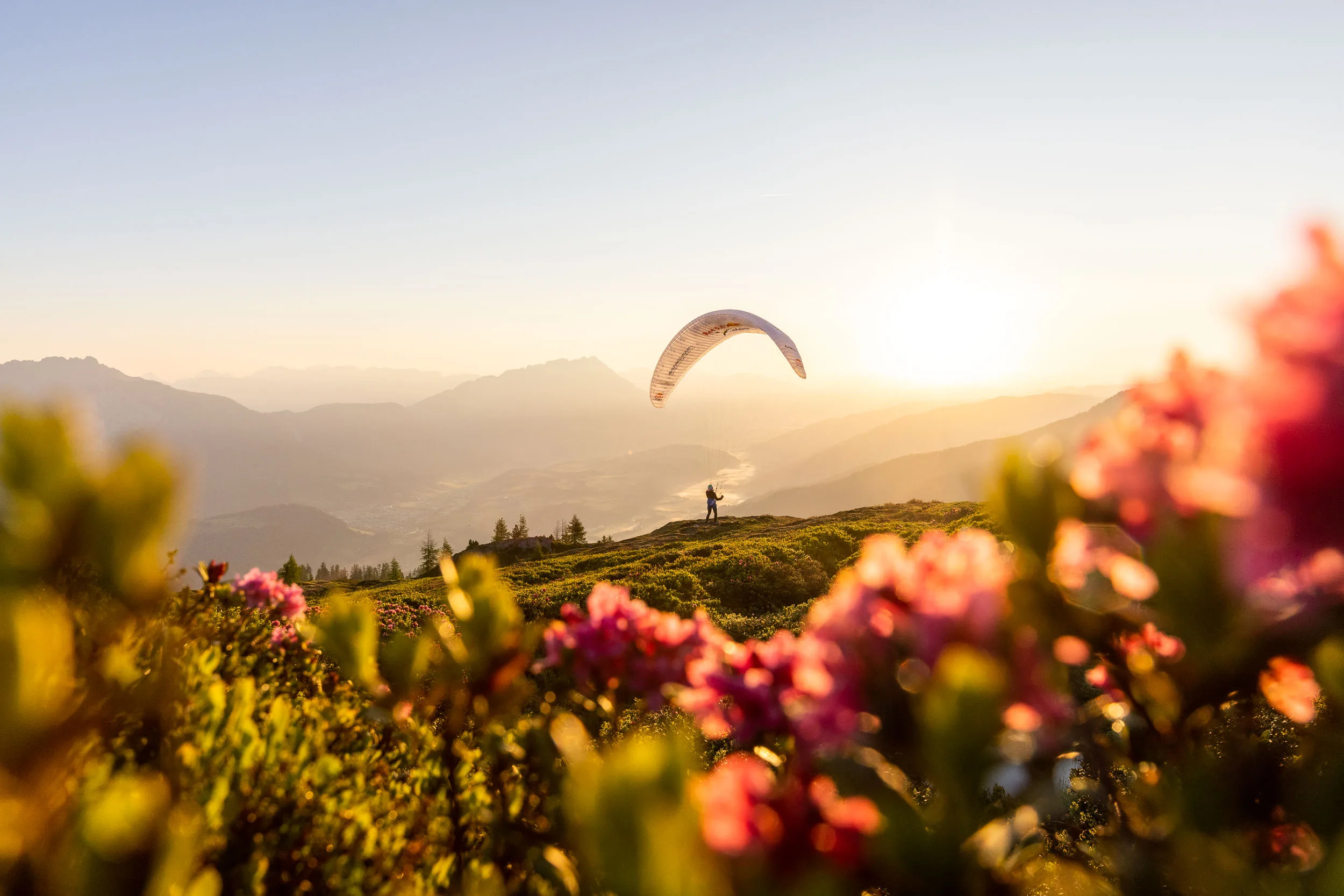 Gleitschirm ueber einer Wiese mit Alpenrosen im Ennstal vor der Morgensonne