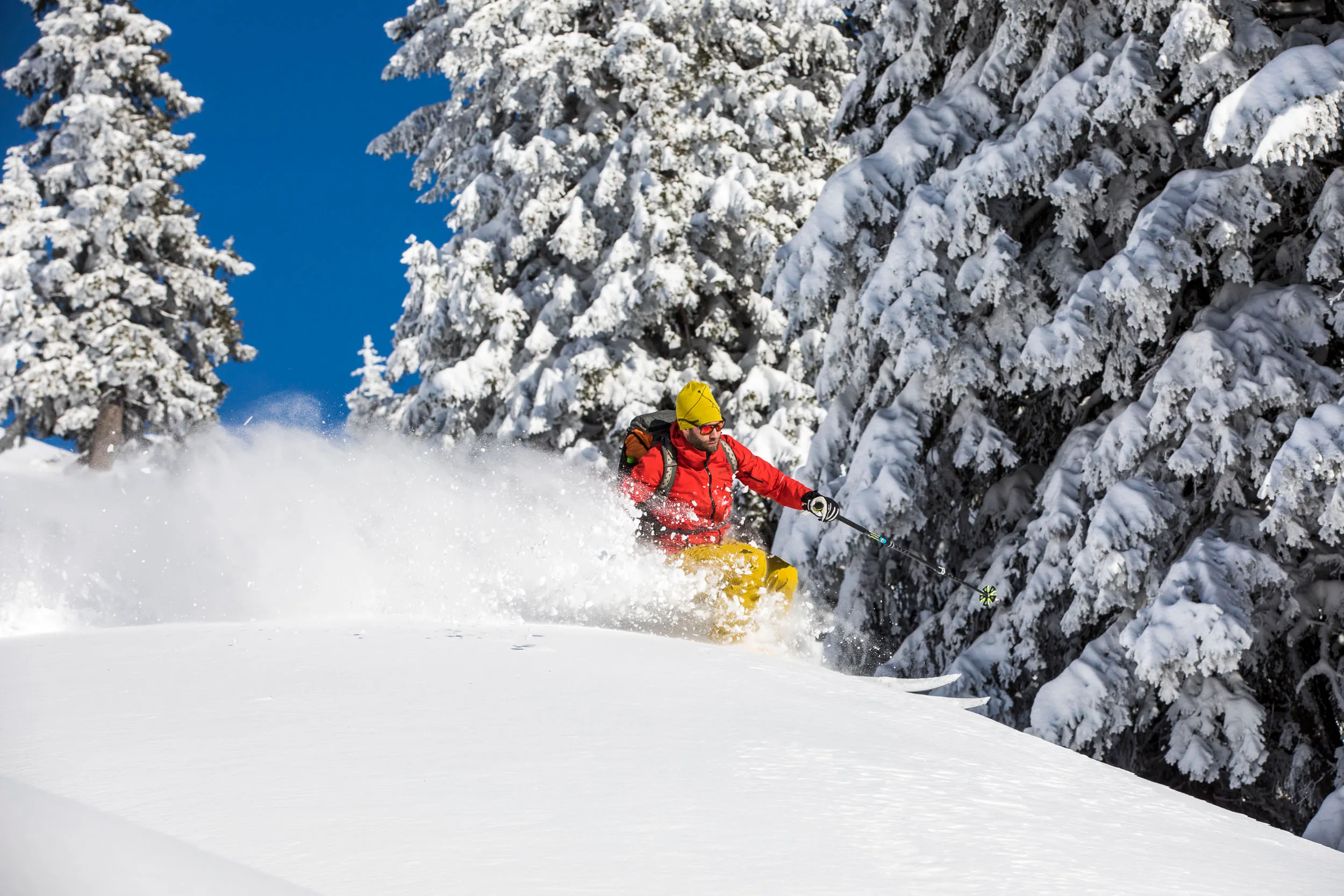 Skifahrer wirbelt Pulverschnee vor dicht verschneiten Tannen auf.