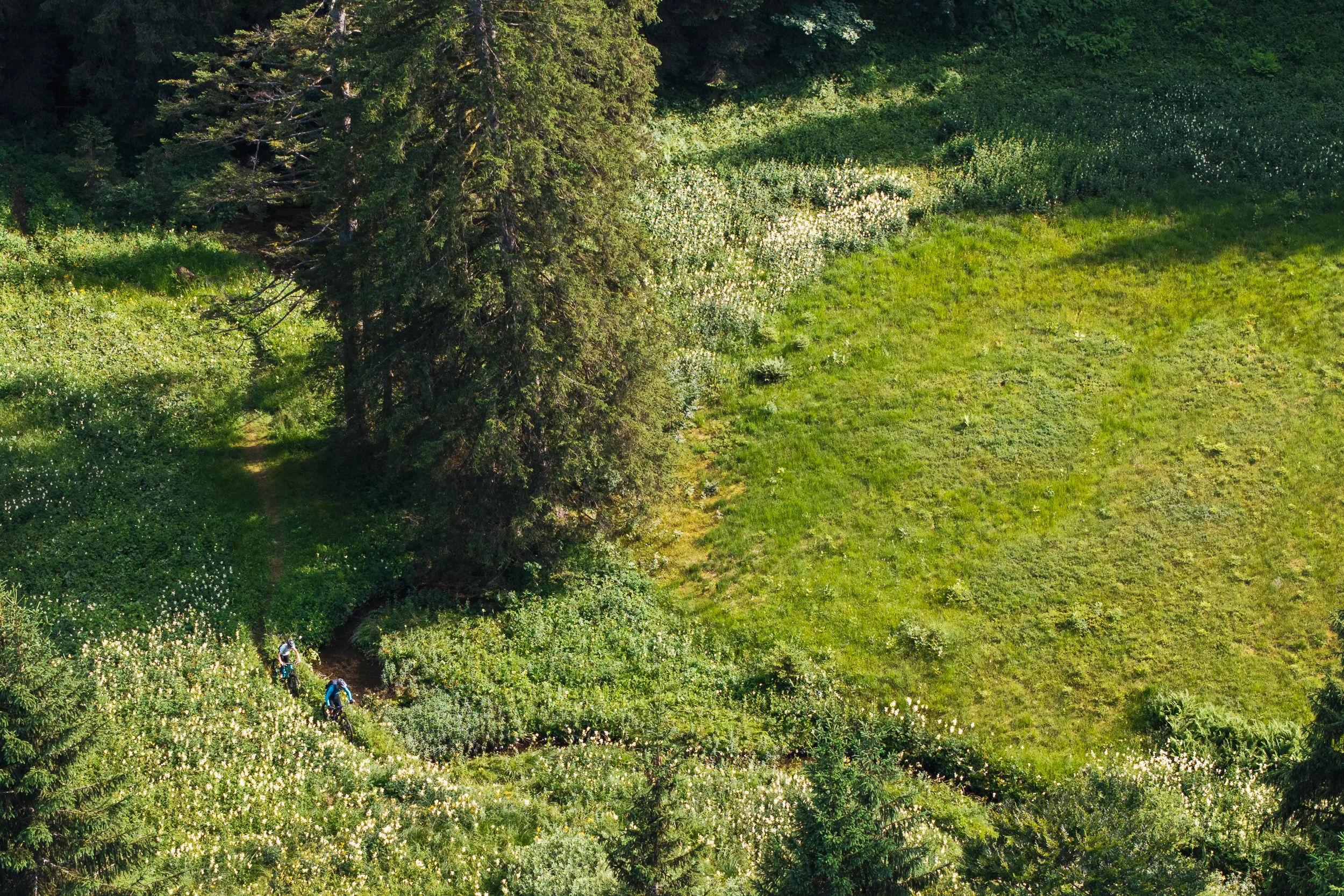 Zwei Mountainbiker fahren durch hohes Gras am Rand einer Waldlichtung
