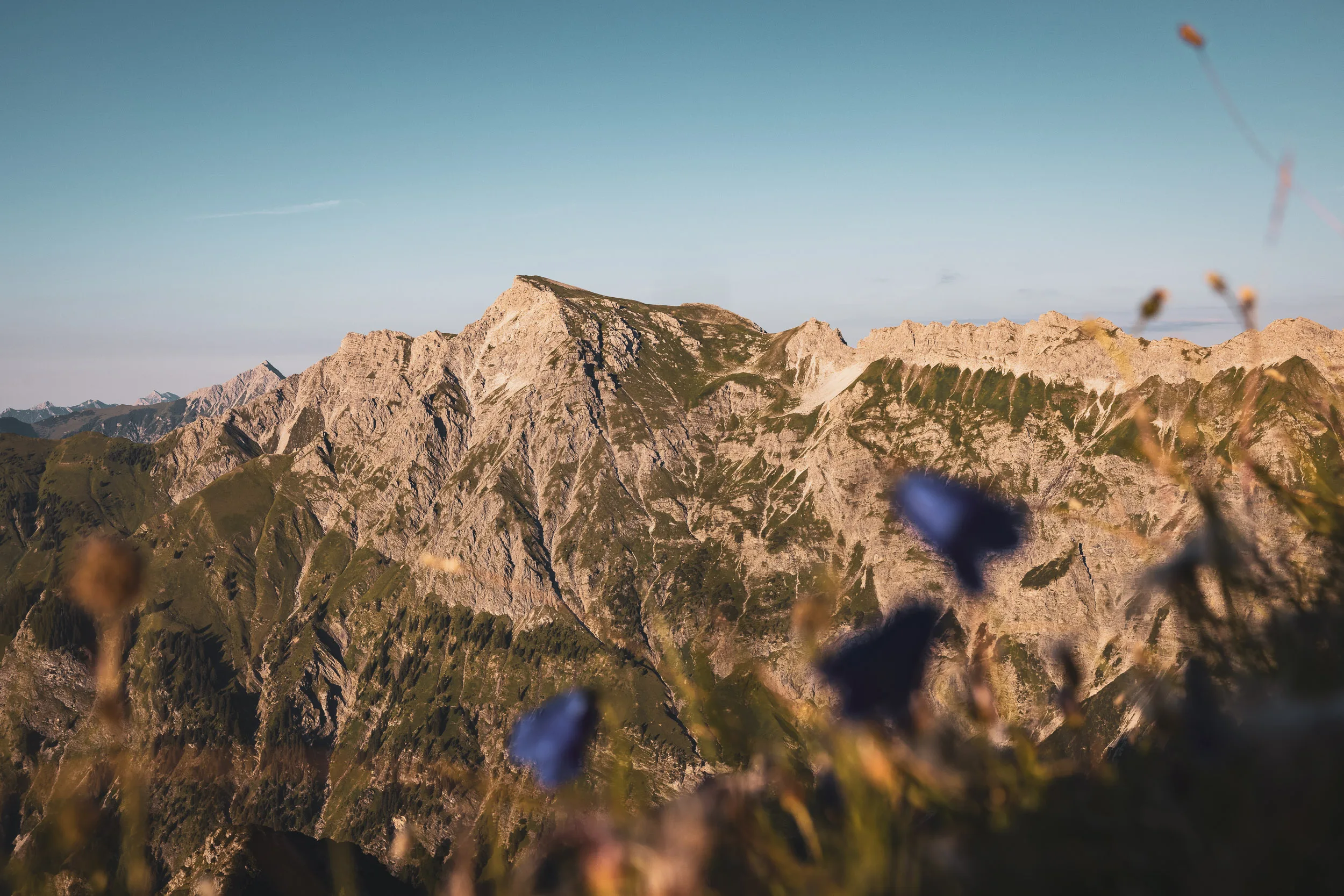 Bergblumen vor sonnenbeschienenen Gipfeln der Allgäuer Alpen