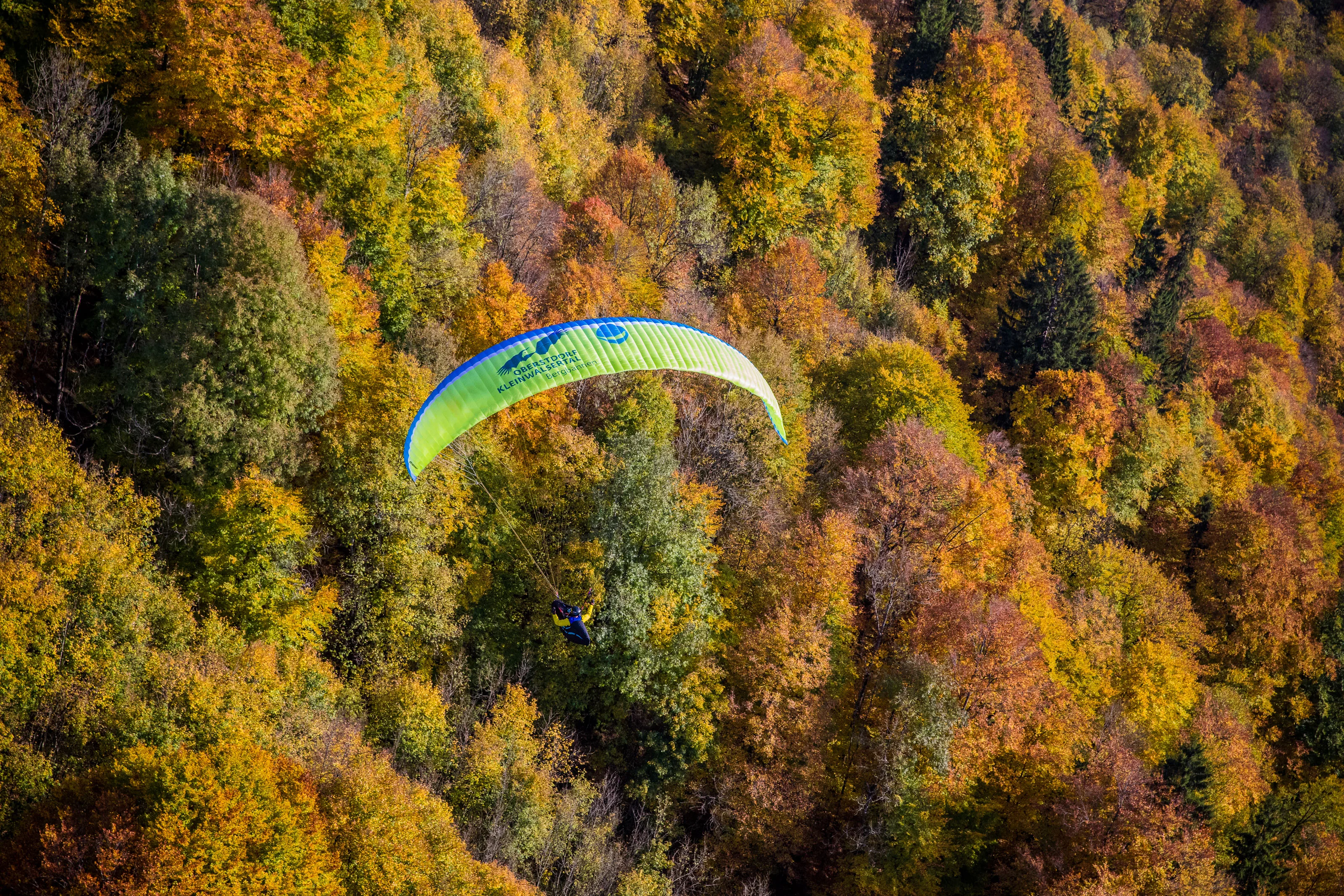 Michael Gebert schwebt mit grünem Gleitschirm über dichtem Wald in leuchtenden Herbstfarben bei Oberstdorf