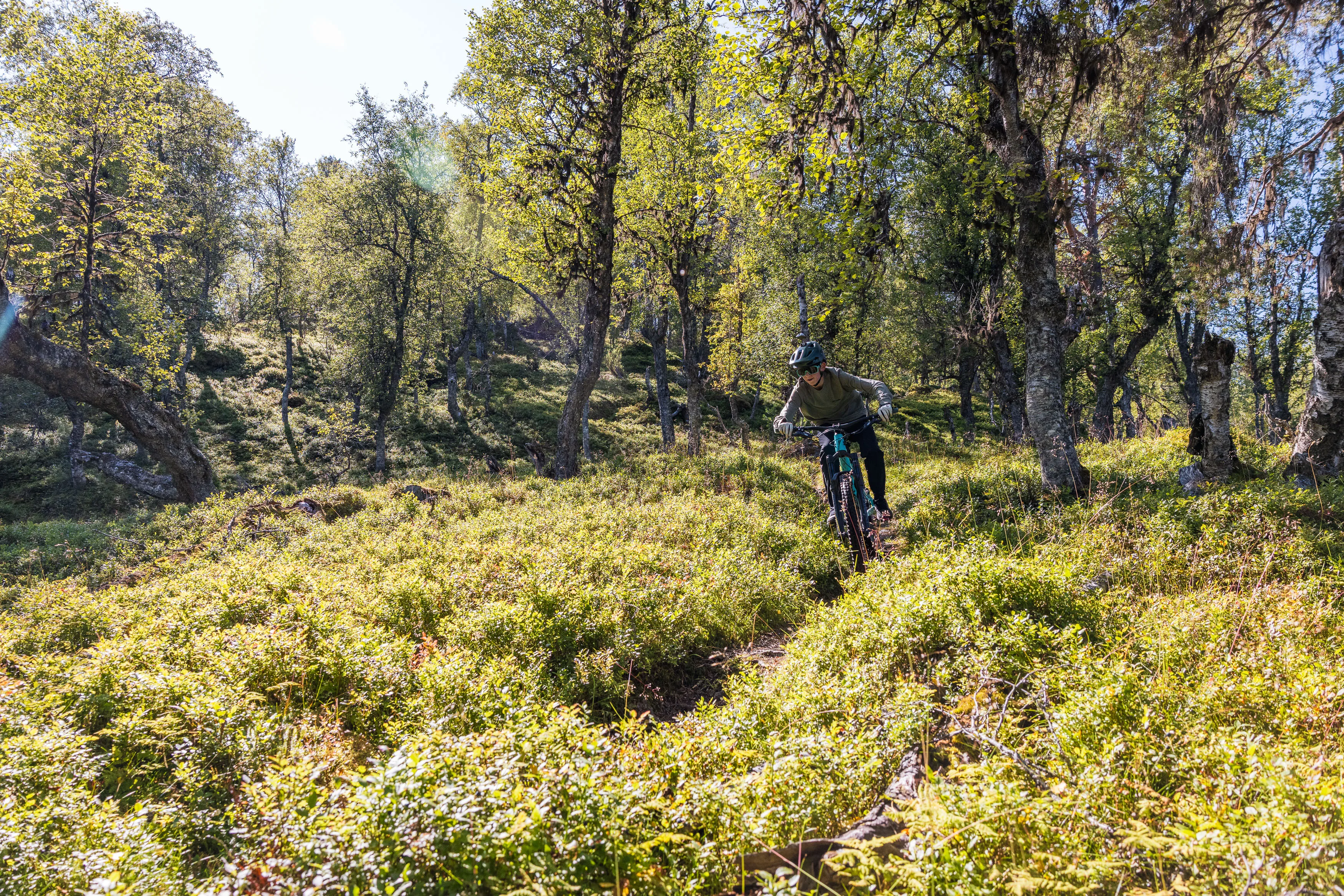 Mountainbiker fährt durch sonniges Gras und lichten Birkenwald auf die Kamera zu