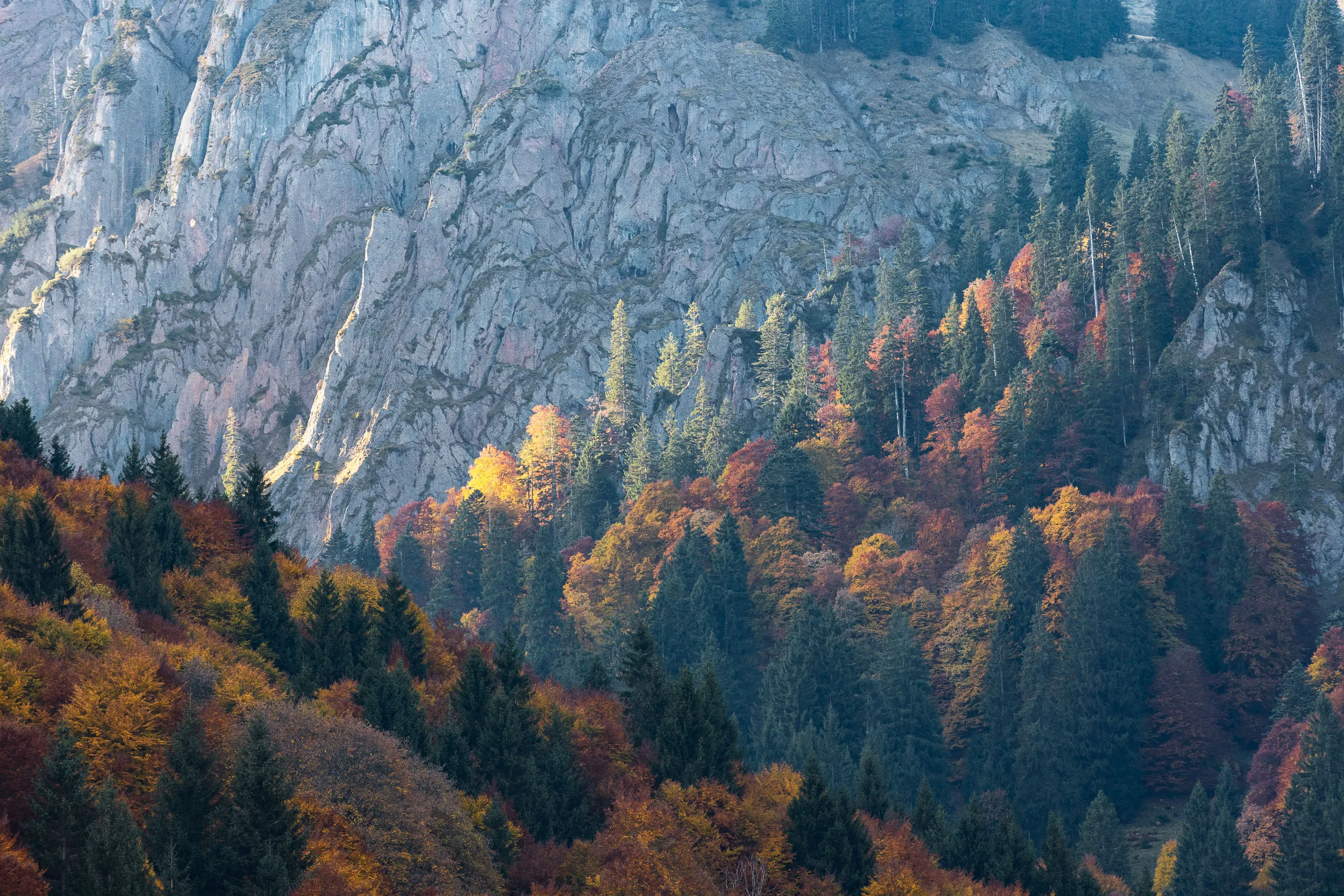Leuchtende Herbstbäume stehen unter einer hohen grauen Felswand