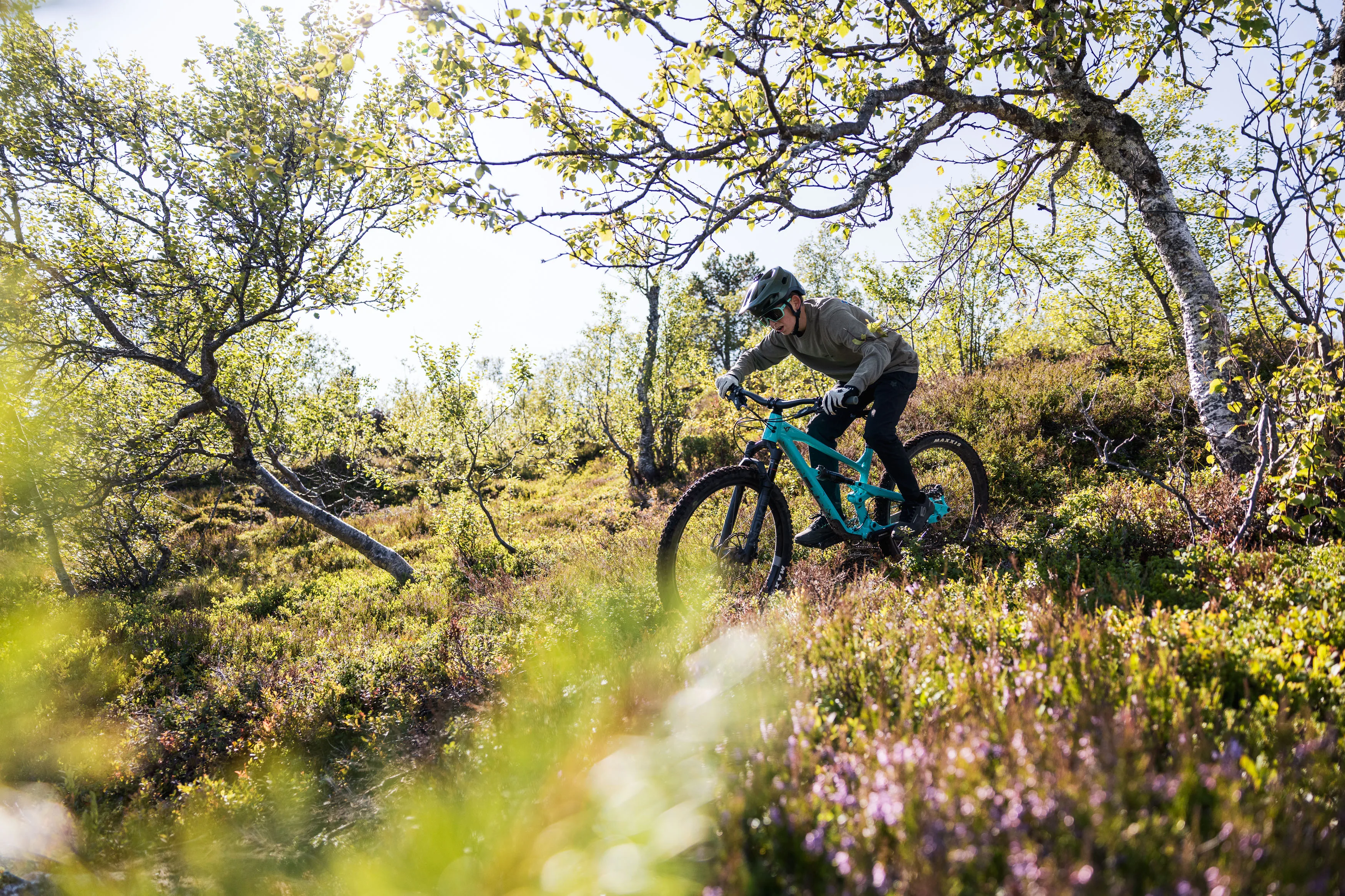 Mountainbiker fährt durch eine sonnige Kurve zwischen Birken und violettem Heidekraut