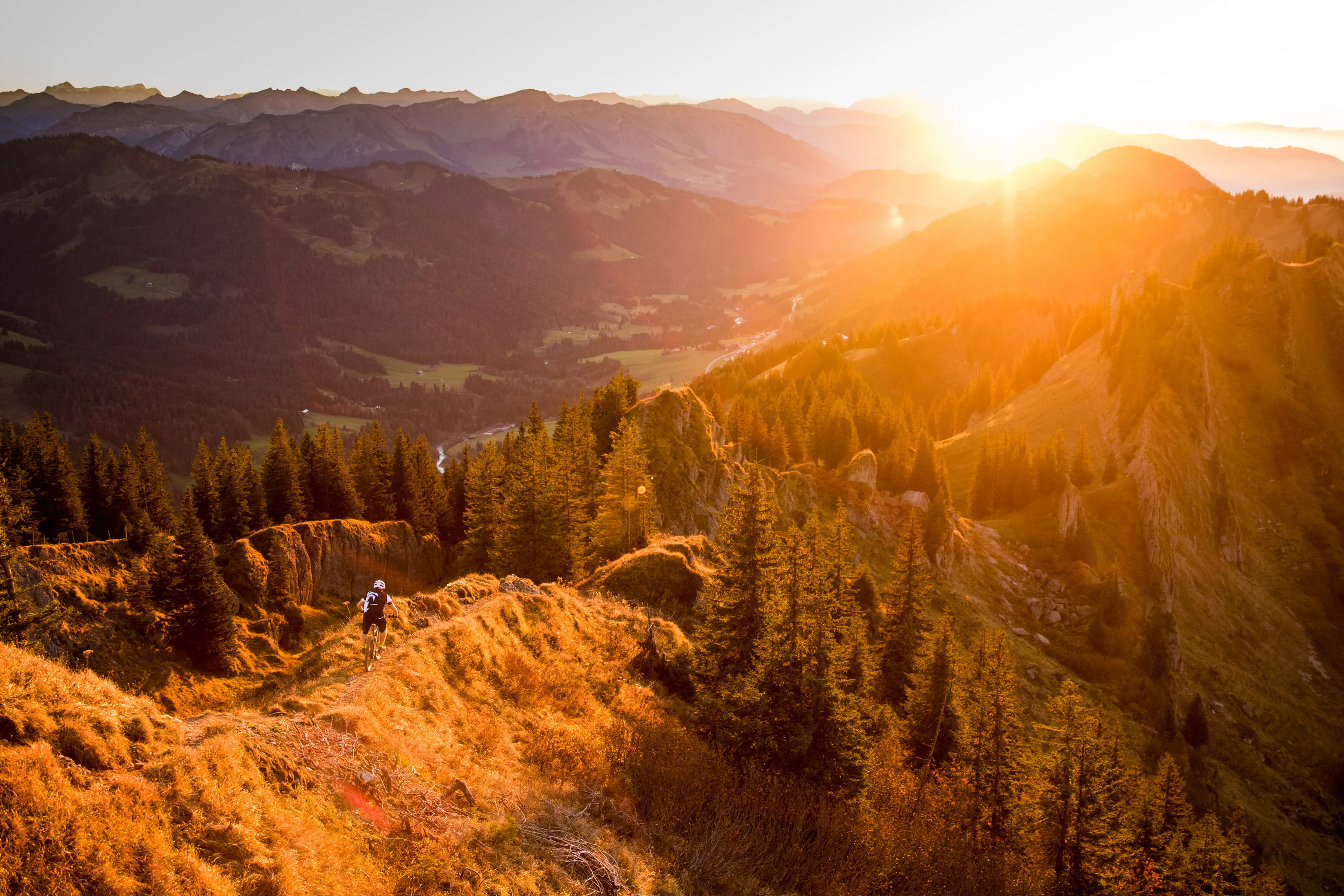 Weiße Alpenblume im Gras vor unscharfem warmem Gegenlicht.