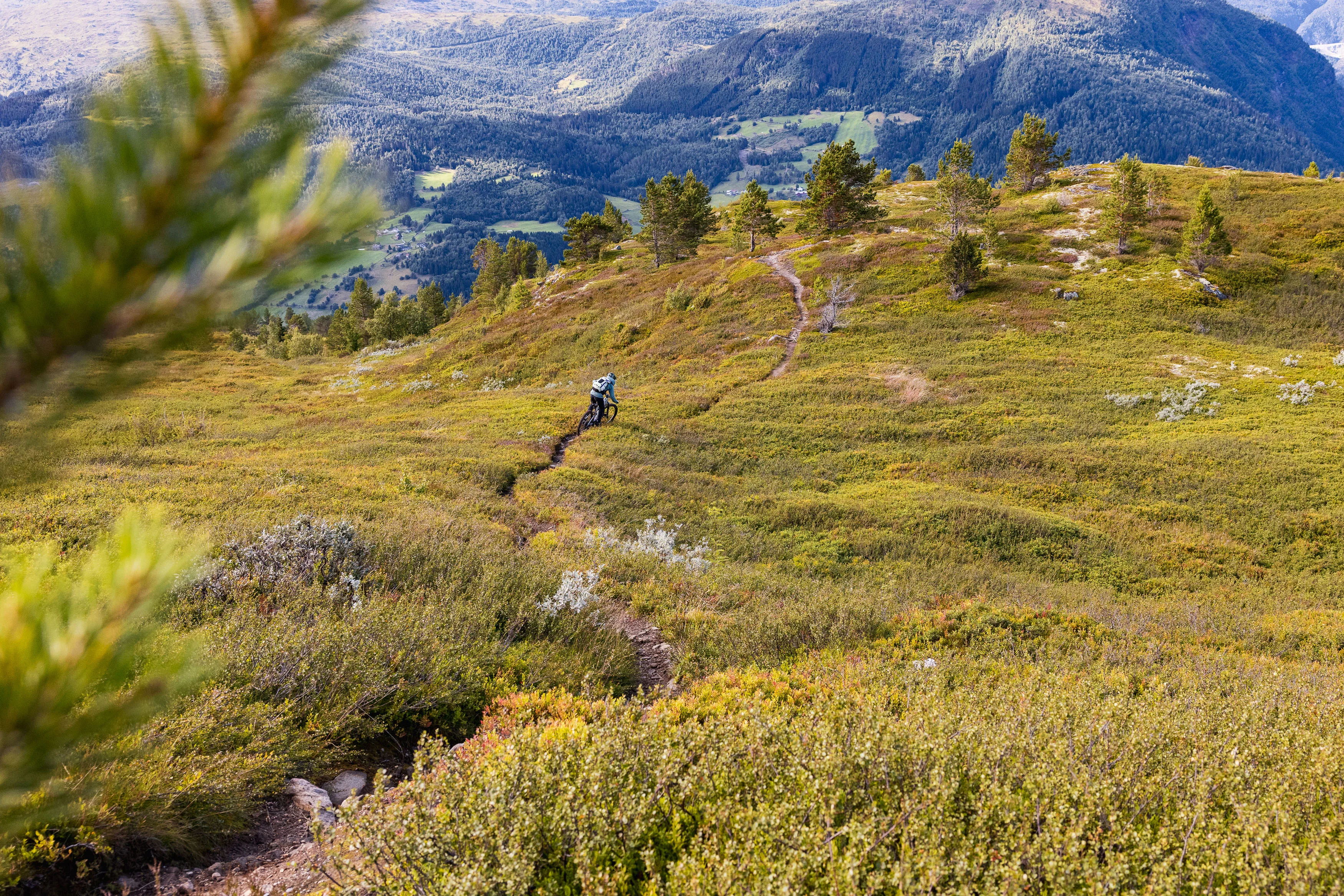 Mountainbiker folgt einem gewundenen Trail durch niedrige Bergheide und lichte Kiefern