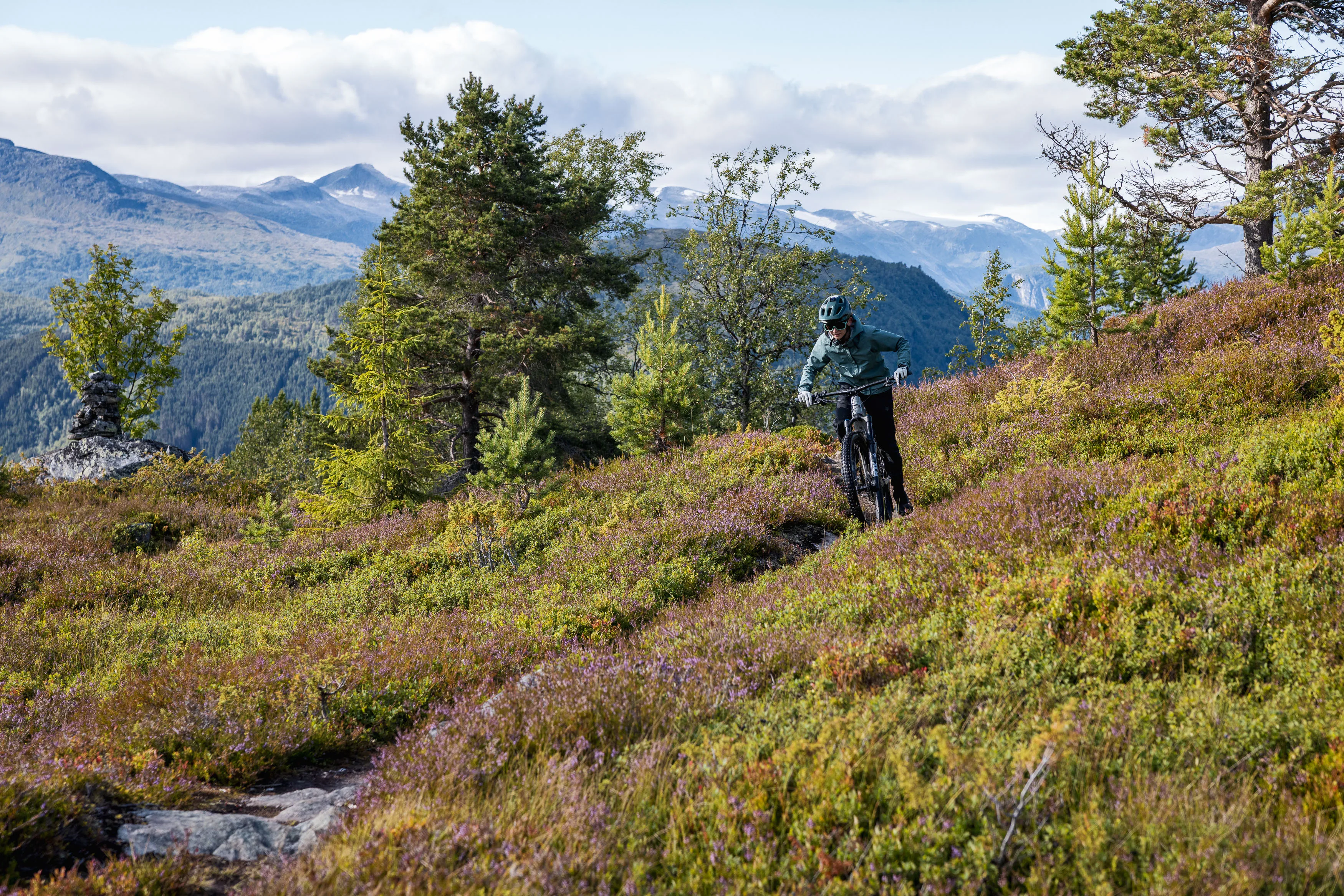 Mountainbiker kommt auf einem schmalen Trail durch blühende Bergheide entgegen