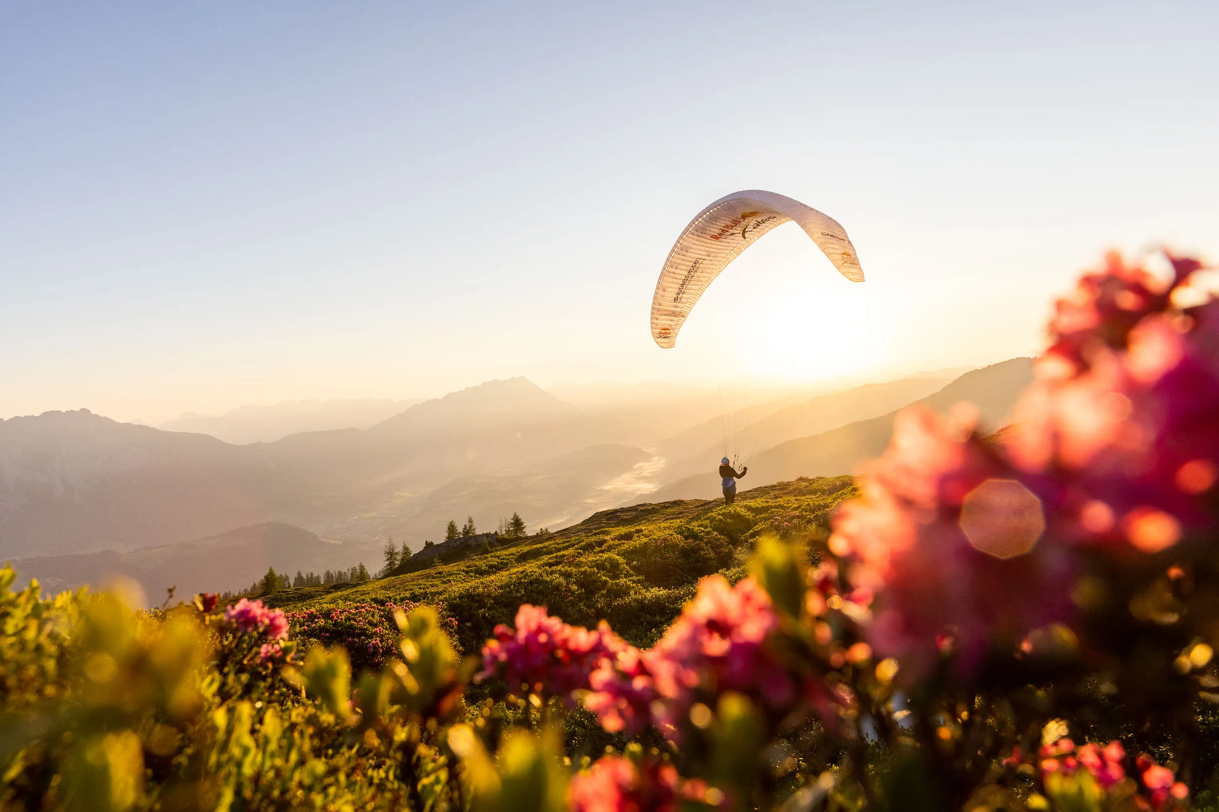 Gleitschirm ueber einer Wiese mit Alpenrosen im Ennstal bei Morgenlicht