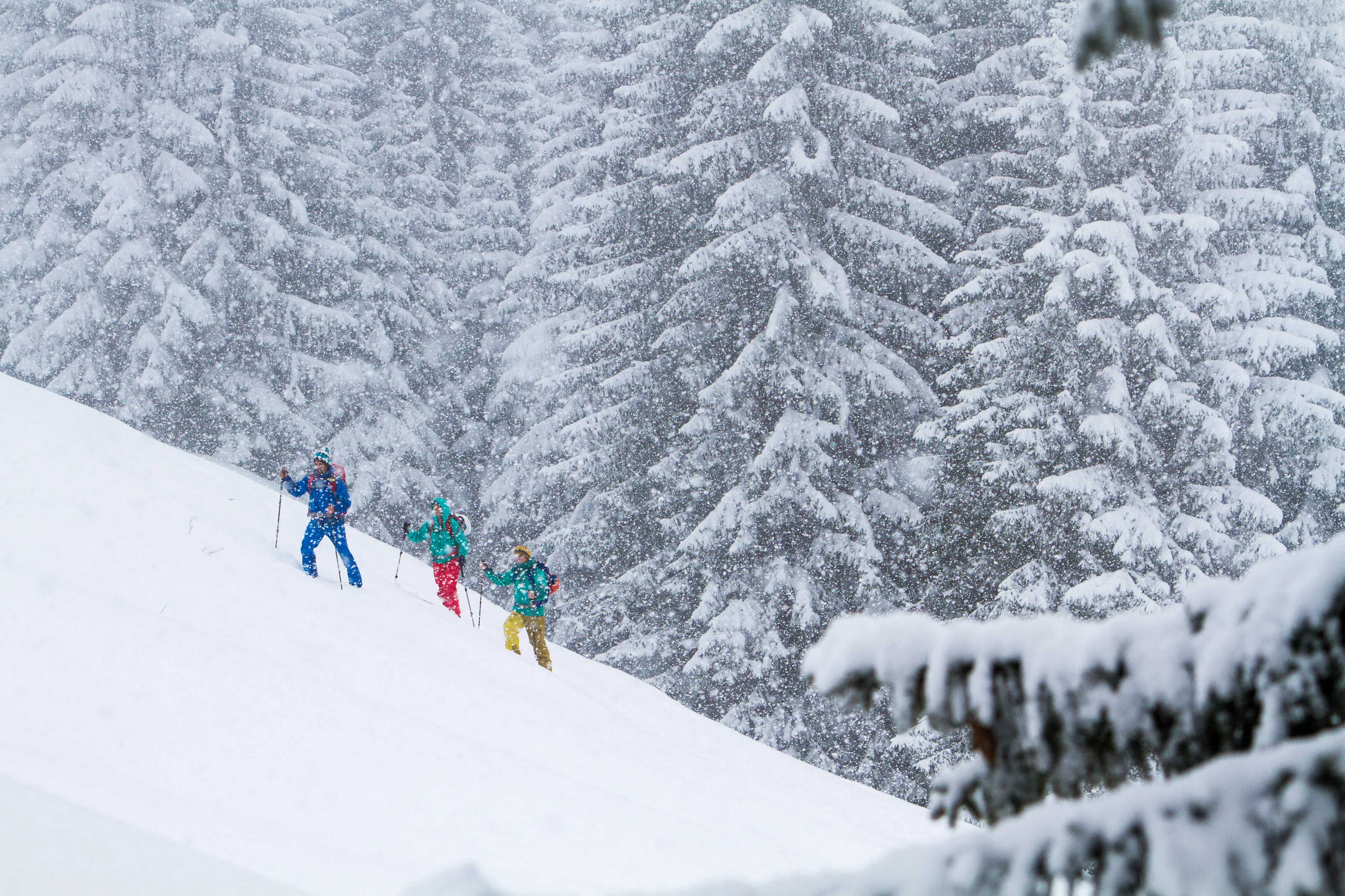 Gruppe steigt an einem verschneiten Hang zwischen hohen Fichten auf