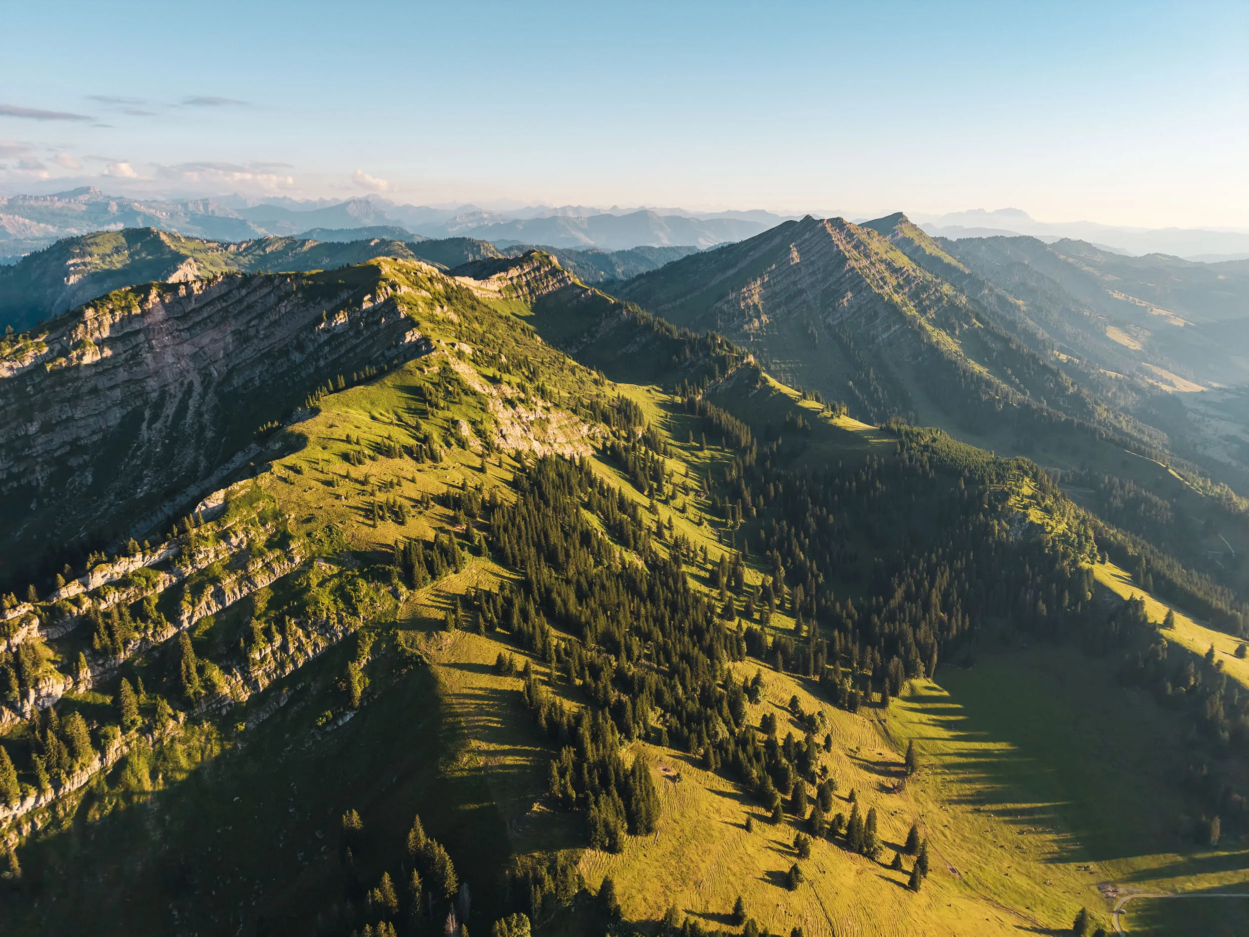 Nadelbäume werfen lange Schatten auf eine sonnige Bergwiese unter felsigen Gipfeln.