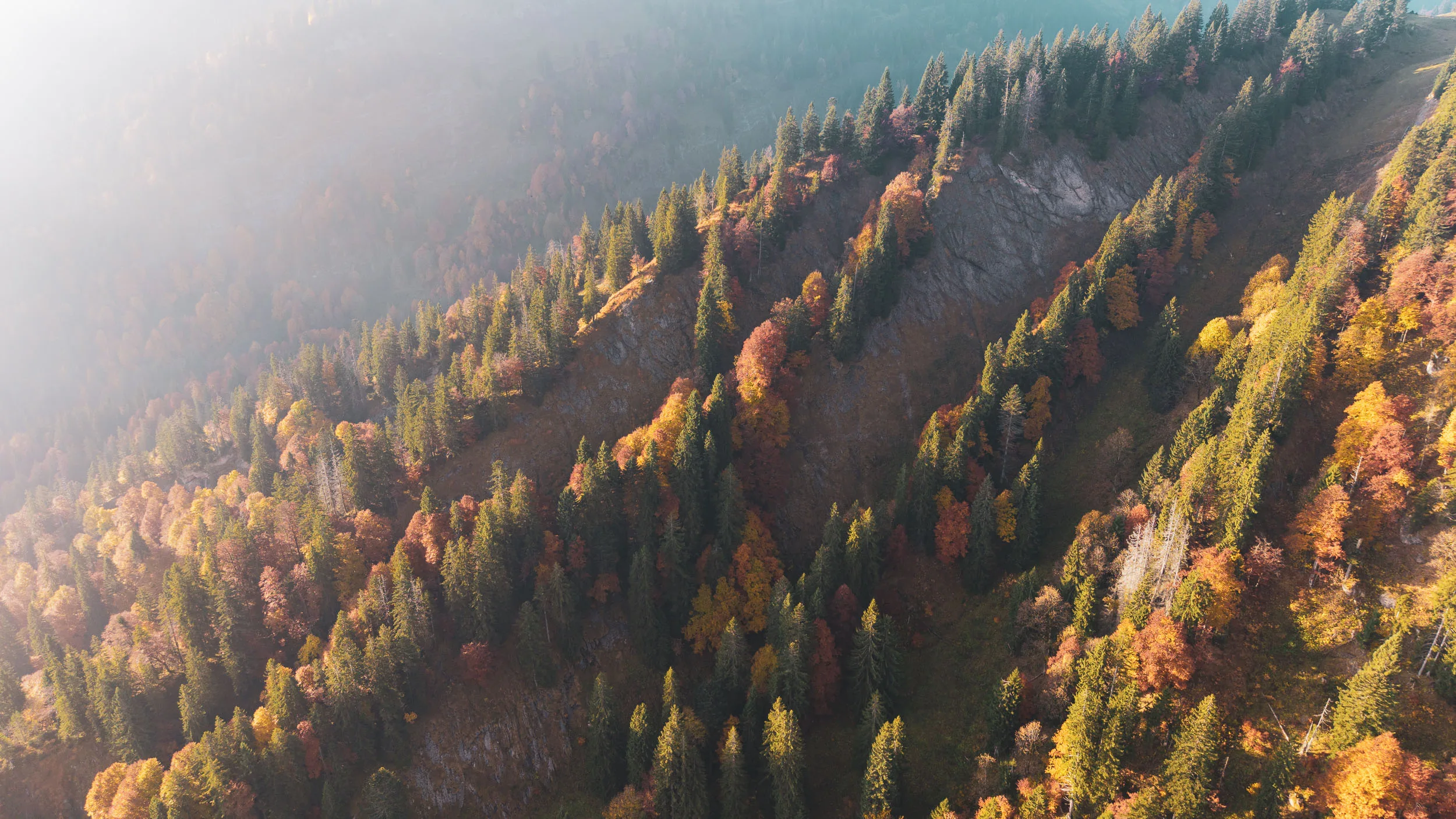 Leuchtender Herbstwald wächst an einem steilen, felsigen Hang im Morgennebel
