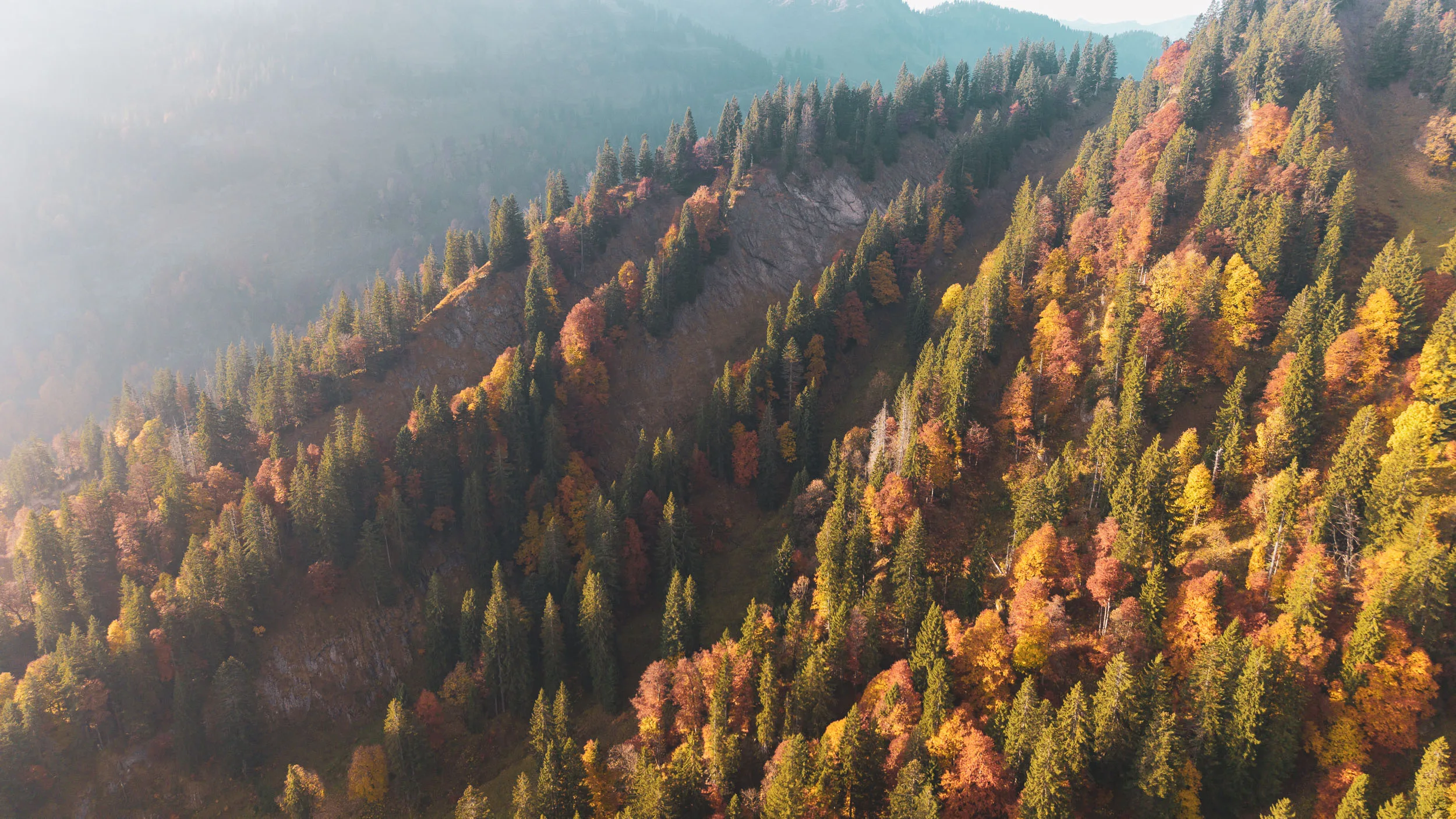 Bunter Herbstwald zieht sich im weichen Morgenlicht über einen steilen Berghang