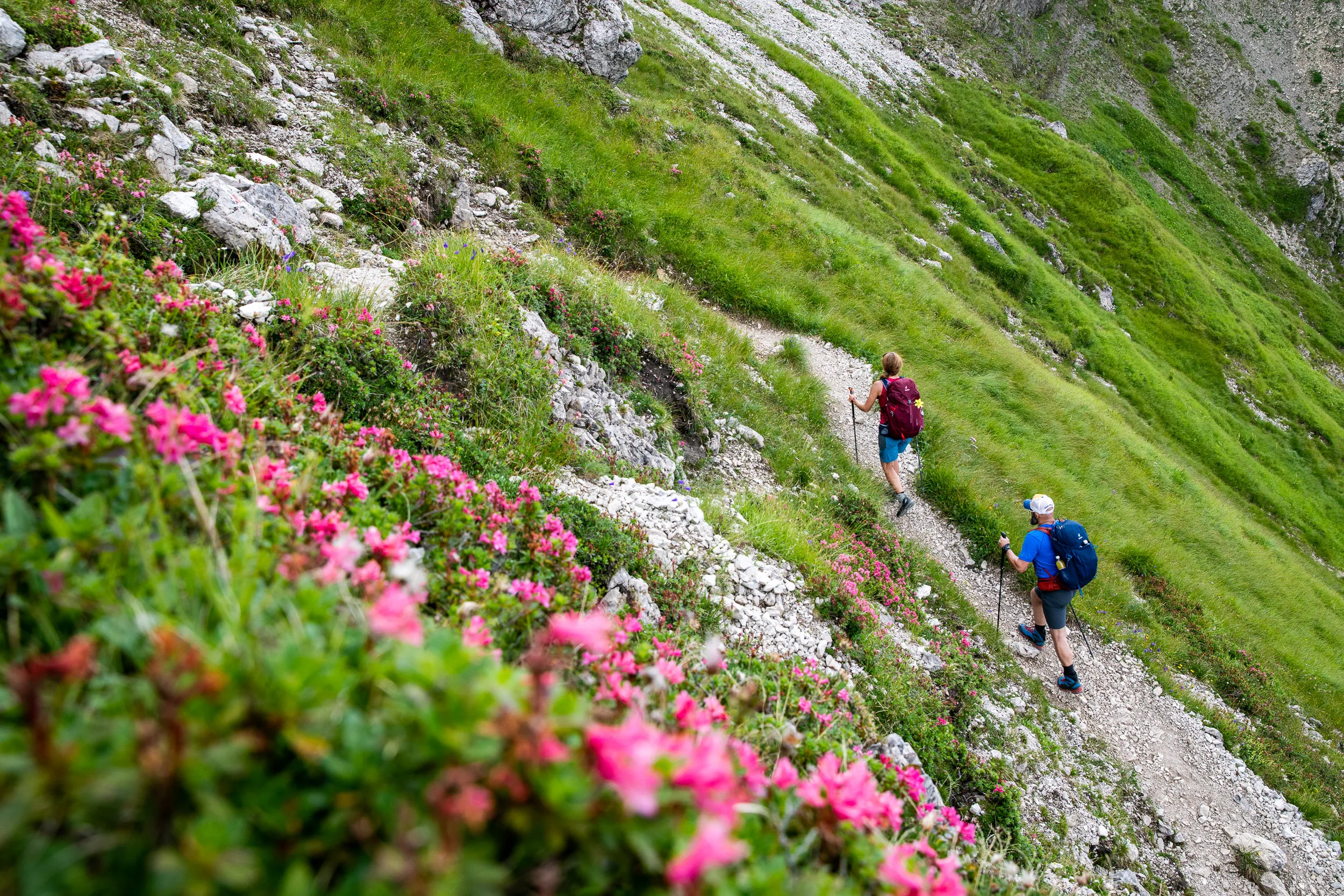 Caroline Nantke und Harald Dreyer steigen an blühenden Alpenrosen über einen steilen Bergpfad